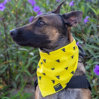 Bandana Troyanos para Mascota